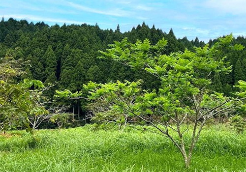 wagurumiの森