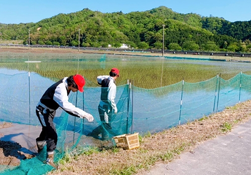 ネットあり田んぼの写真