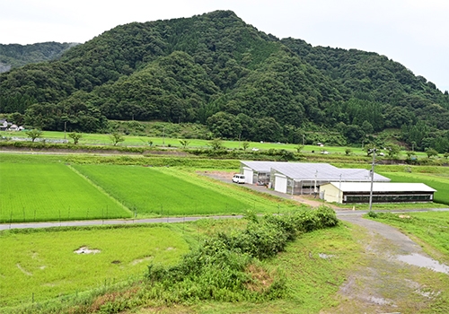 田んぼ